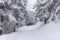 Ski touring in the mountains and forest above Alvaneu in the Swiss Alps