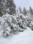 Ski touring in the mountains and forest above Alvaneu in the Swiss Alps