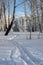 A ski track in deep snow stretching into the distance through a birch grove on a sunny winter morning.