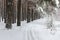 Ski track at the forest edge