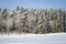 Ski track on the snow field. Skiers ride on sunny winter day. Healthy people lifestyle. The edge of the forest with rows of trees