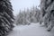 Ski track in a winter forest