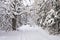 Ski track in winter forest