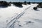 Ski tracks among junipers in a plain landscape