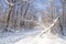 Ski tracks in a sunny snowy winter forest, snowdrifts, snow on tree branches, broken by hurricane tree in the foreground