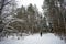 Ski trail road through a snowy forest. The branches of the trees are decorated with ice. A man on skis