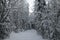 The ski trail winds through snow covered trees