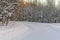 The ski trail in the winter forest goes around the bend in the rays of the setting sun