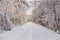 Ski trail in the winter forest. Snowy forest and sunny weather