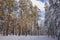 Ski trail in the winter forest. Snowy forest and sunny weather