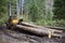 The skidder pulling the timber through the muddy road