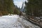 Skidding timber / Tractor is skidding cut trees out of the forest