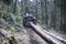 Skidding timber / Tractor is skidding cut trees out of the forest