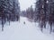 Skier cross-country skiing in snow forest. Concept of winter sports