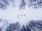 Skier cross-country skiing in snow forest. Winter competition concept. Aerial top view
