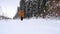 Skier in hat with pompom with ski poles in his hands with in snowy forest with snow. Cross-country skiing in winter forest, outdoo