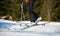 Skier legs in ski boots moving on skis in snow on blurred sunny background of green spruce trees.