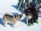 Skier pets rescue dogs at Afton Alps ski field