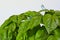 skier, ski accident, on a giant basil plant , mammoth basil, Neapolitan basil,