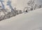 Skier skiing deep powder in snowy forest