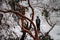 Skier in a snowy forest after a snowstorm sneaks through the fallen branches of trees