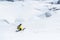 A skier at speed rides on a snowy slope freeride. The concept of winter extreme sports