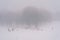 Skiers and lugers on a snow-covered foggy plain at the edge of the forest