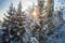 Skiers on the ski lift riding up at ski resort with beautiful background of forests