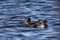 Skiff of Lesser Scaup Diving ducks on Blue water