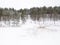 Skiier in a snowy forest.