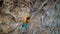 skilful athletic male rock climber resting while climbs on overhanging rock cliff. man using legs for fixing on wall and