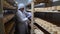 Skilled cheesemaker checking aging process of hard goat cheese in special maturing chamber at dairy