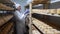 Skilled cheesemaker checking aging process of hard goat cheese in special maturing chamber at dairy