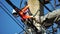 Skilled electrician fixes wires standing on ladder near high pole against blue sky on summer day backside view