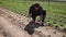 Skilled farm worker planting in open ground green lettuce seedlings on sunny spring day