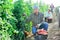 Skilled farmer harvesting ripe tomatoes on farm field