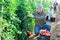 Skilled farmer harvesting ripe tomatoes on farm field