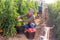 Skilled farmer harvesting ripe tomatoes on farm field