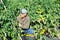 Skilled farmer harvesting unripe tomatoes on farm field