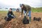 Skilled farmer team working on plantation, picking potatoes