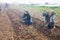 Skilled farmer team working on plantation, picking potatoes