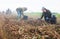 Skilled farmer team working on plantation, picking potatoes