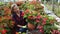Skilled female florist engaged in cultivation of plants of Begonia Semperflorens in greenhouse