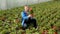 Skilled florist man engaged in cultivation of plants of Begonia semperflorens in greenhouse