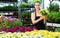 Skilled florist woman engaged in cultivation of plants of argyranthemum in greenhouse