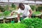 Skilled gardener engaged in cultivation of plants of bell peppers