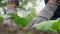 Skilled gardener in grey gloves plants green cabbage