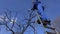 Skilled gardener guy pruning apple tree twigs with scissors standing on ladder