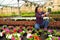 Skilled Latina florist examining potted petunia