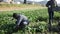 Skilled male farmers hand harvesting ripe spinach cultivars on farm plantation